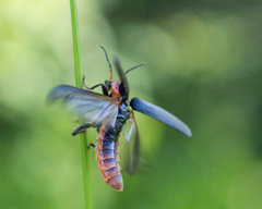 Cantharis fusca