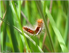 Euproctis chrysorrhoea