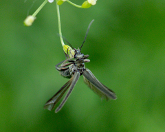 Oedemeridae