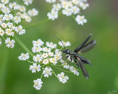 Oedemeridae