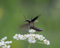 Oedemeridae