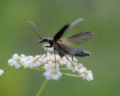 Oedemeridae