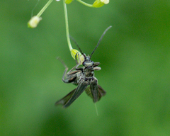Oedemeridae