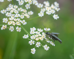 Oedemeridae
