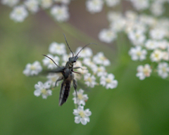 Oedemeridae