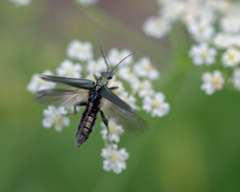 Oedemeridae