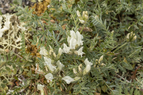 Oxytropis sordida