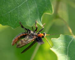 Cantharis fusca