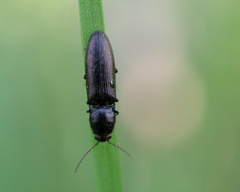Elateridae