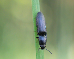 Elateridae