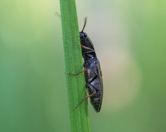 Elateridae