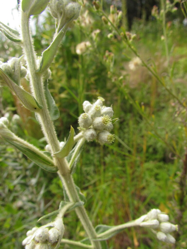 Baccharis helichrysoides