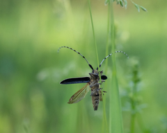 Agapanthia villosoviridescens