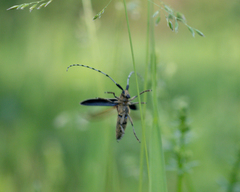 Agapanthia villosoviridescens