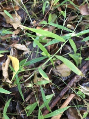 Ottochloa gracillima