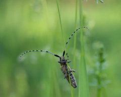 Agapanthia villosoviridescens