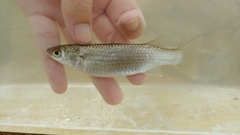 Planiliza subviridis