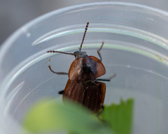 Phosphuga atrata