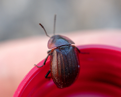 Phosphuga atrata