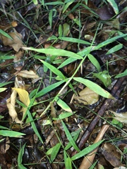 Ottochloa gracillima