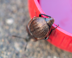 Phosphuga atrata