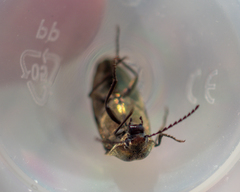 Elateridae