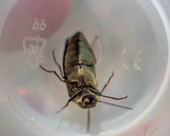 Elateridae