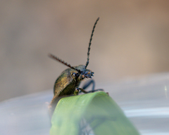 Elateridae