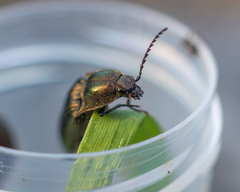 Elateridae
