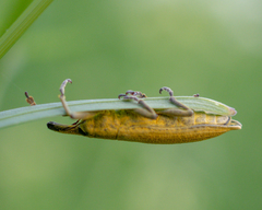Lixus iridis