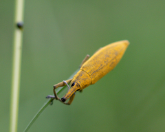 Lixus iridis
