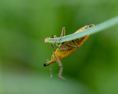 Lixus iridis