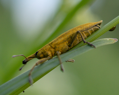 Lixus iridis