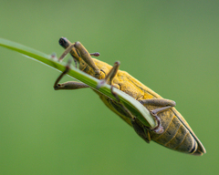 Lixus iridis
