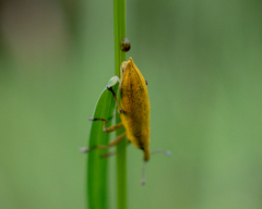 Lixus iridis