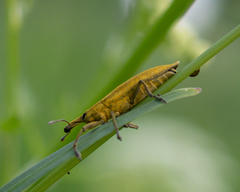 Lixus iridis