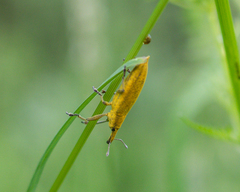 Lixus iridis