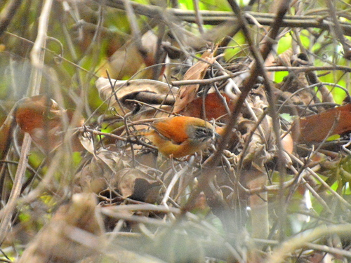 Moustached Wren (Pheugopedius genibarbis), photo 2