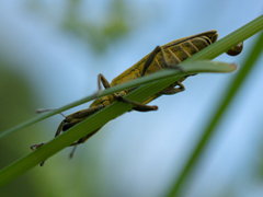 Lixus iridis