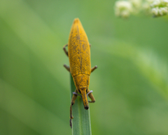 Lixus iridis