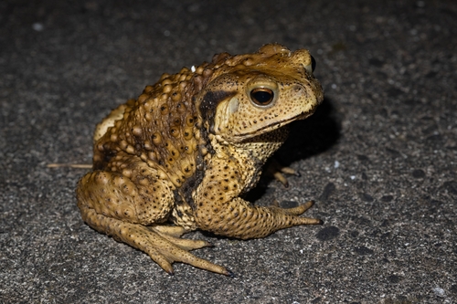 Asiatic Toad