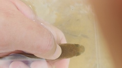 Planiliza subviridis