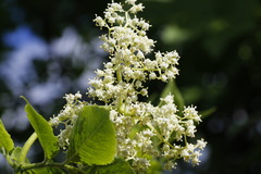 Sambucus kamtschatica
