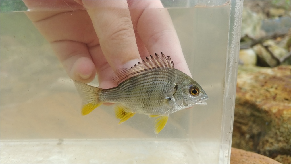 Geelvin-zeebrasem (Acanthopagrus latus) — Sparidae