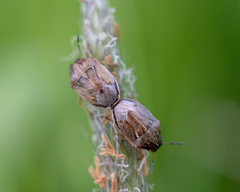 Neottiglossa pusilla