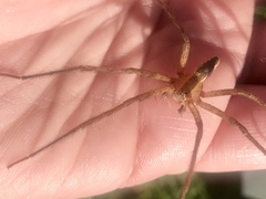 Pisaurina mira
