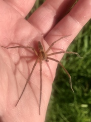 Pisaurina mira