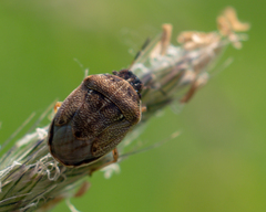Neottiglossa pusilla
