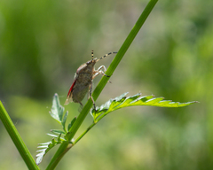 Dolycoris baccarum