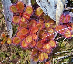 Drosera praefolia